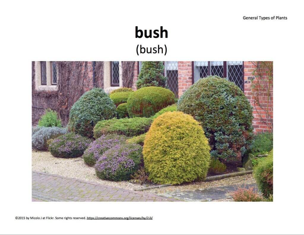 bush bush