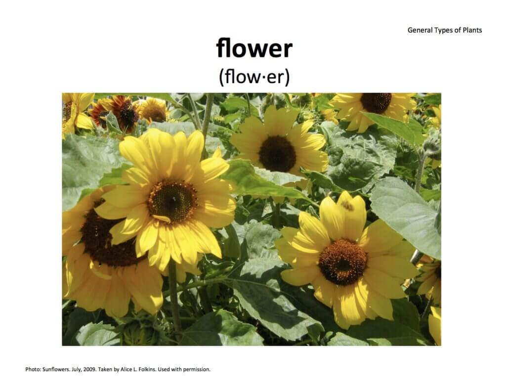 flower flower