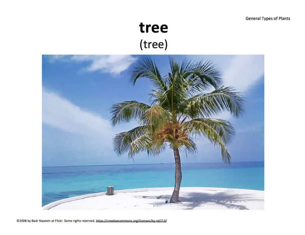 tree tree